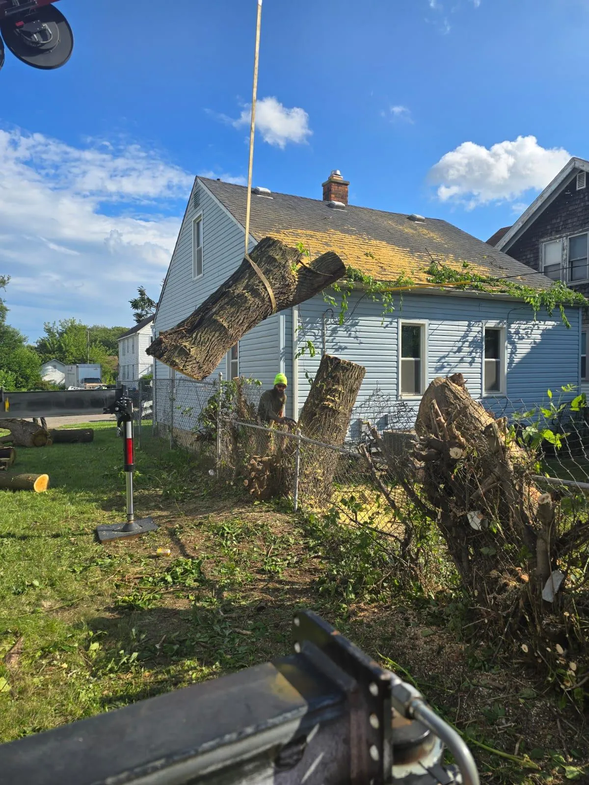 Professional tree trimming