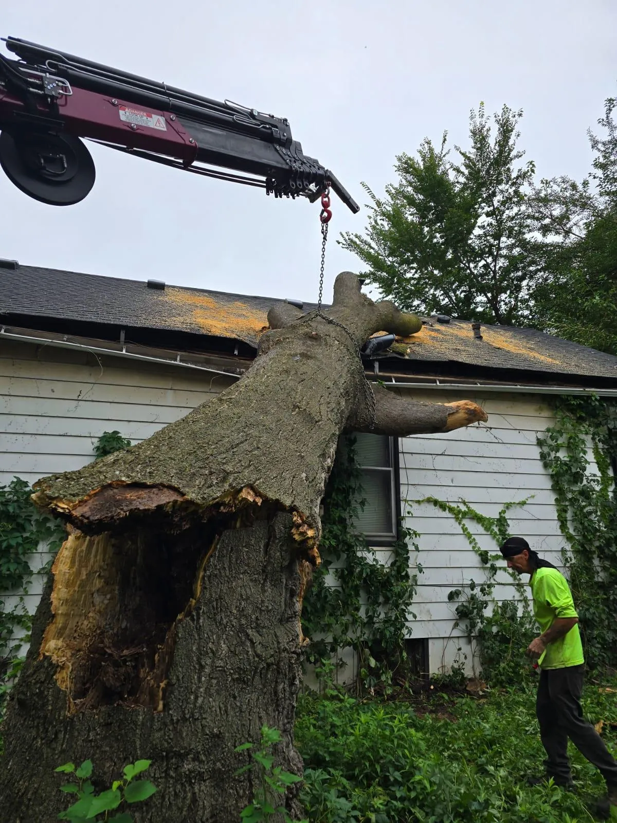 Tree removal job in Detroit